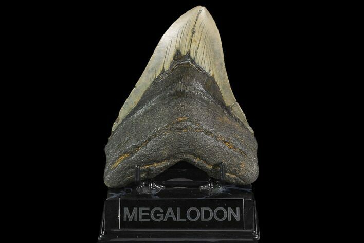 Fossil Megalodon Tooth - North Carolina #124964